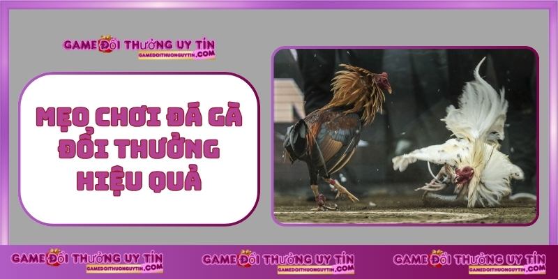 Mẹo Chơi Đá Gà Đổi Thưởng Hiệu Quả